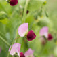 dwarf grey sugar pea