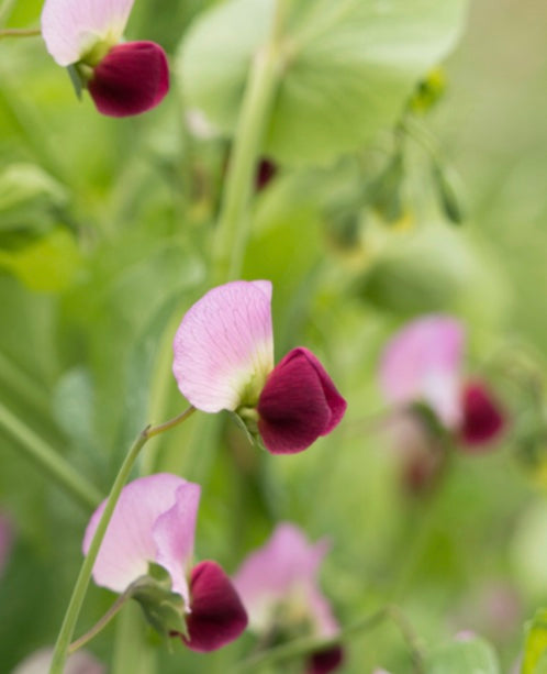 dwarf grey sugar pea