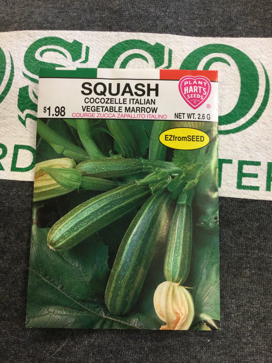 Squash Cocozelle