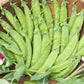 dwarf grey sugar pea