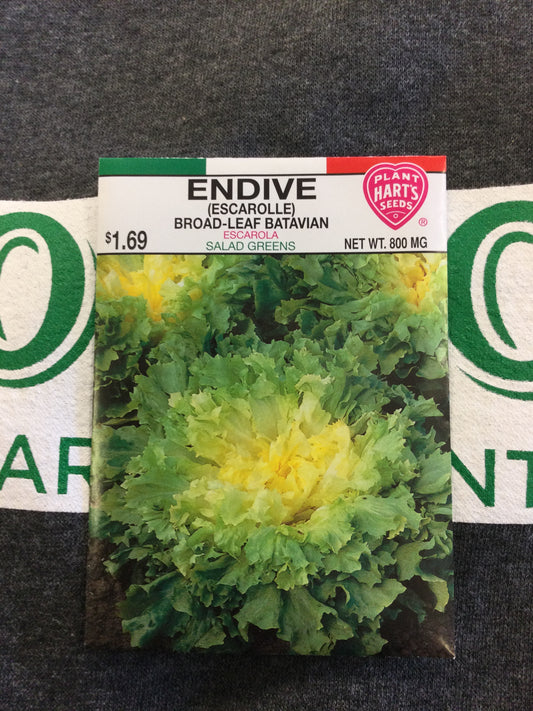 Endive Broadleaf (Escarolle)