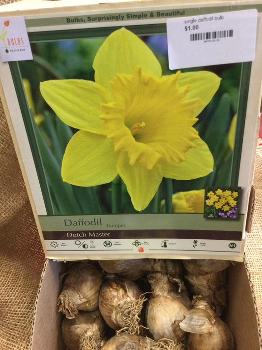 single daffodil bulb
