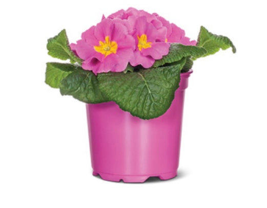 4' primrose