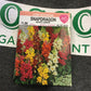 Snapdragon Magic Carpet