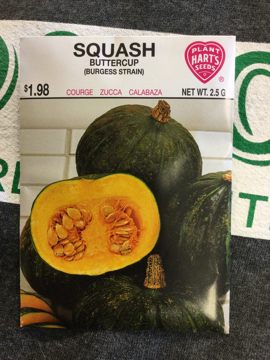 Squash Buttercup