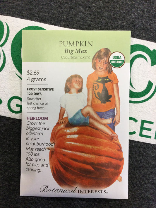 ORG pumpkin Big Max