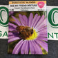 Beneficials-Bee Flower Mix