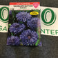 Bachelor Button Blue