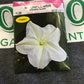 Moonflower Evening Glory
