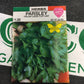 Herb Parsley Plain Leaf
