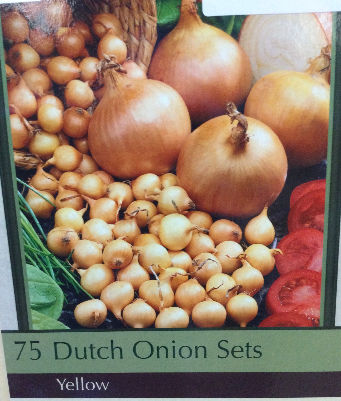 Yellow Dutch Onion