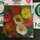 Poppy Iceland