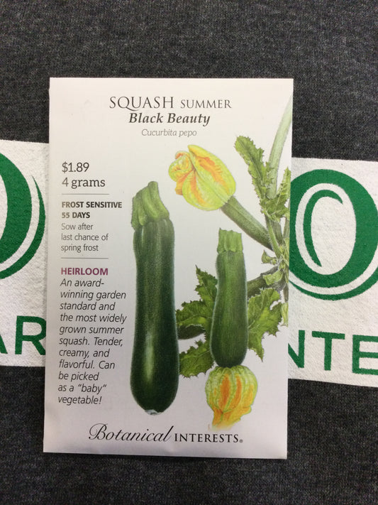 Squash Summer Blk Beauty