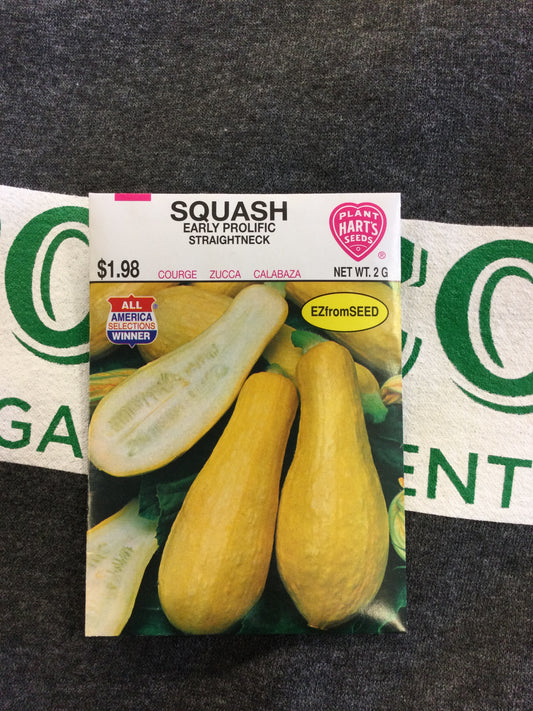 Squash Straightneck