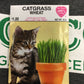 Catgrass