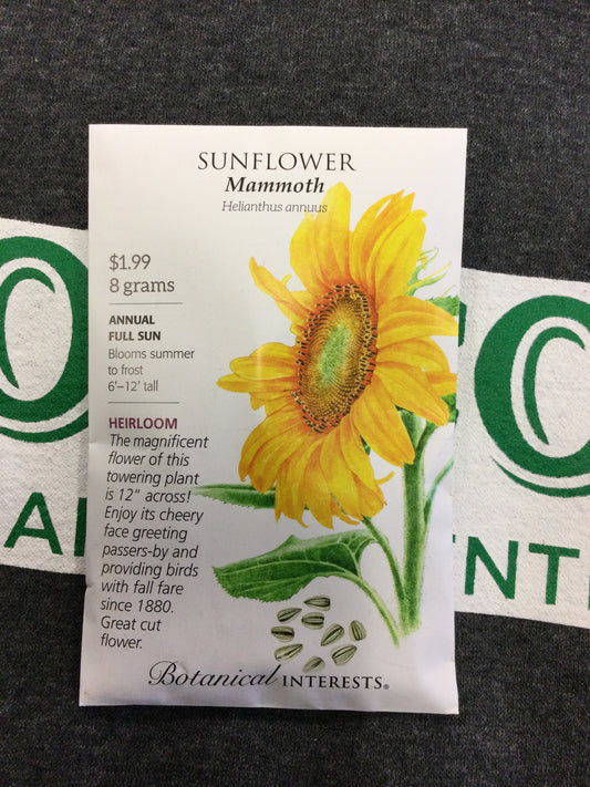 Sunflower Mammoth