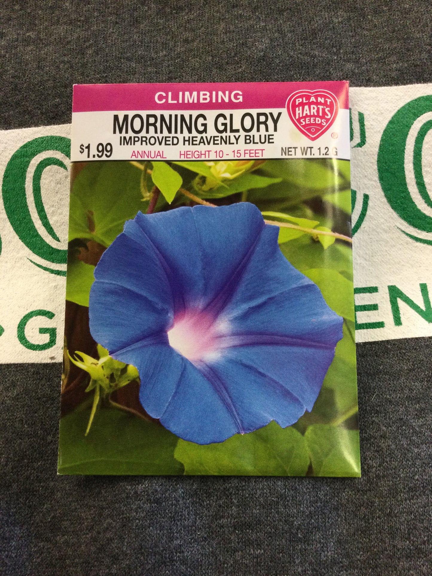 Morning Glory Heavenly Blue