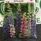 Lupine Hartwegii