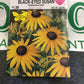 Black Eyed Susan