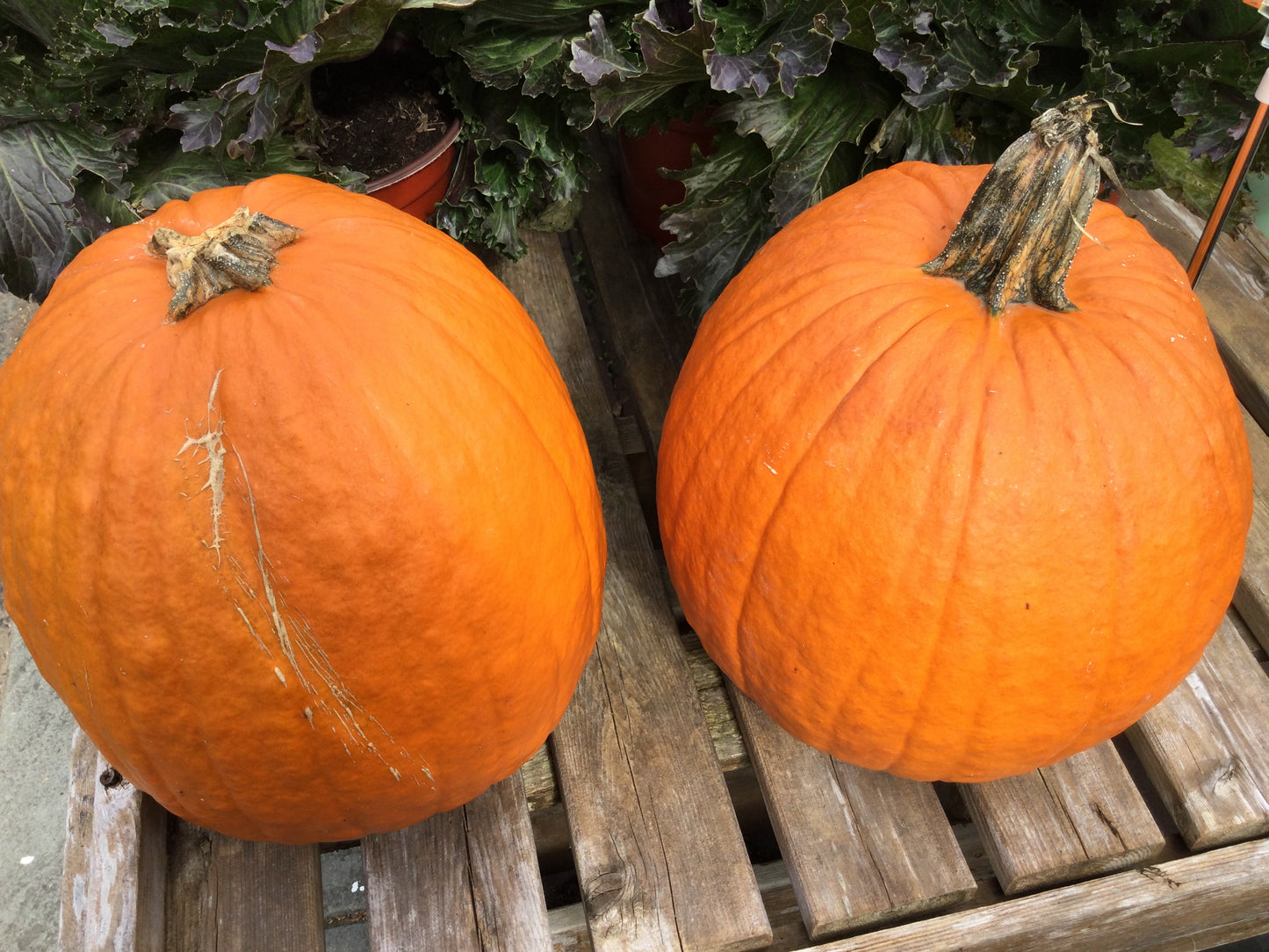 LG Face pumpkin