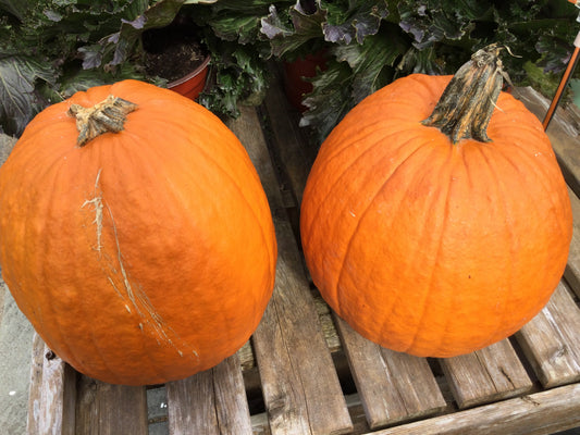 LG Face pumpkin