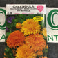 Calendula Pacific Beauty