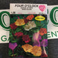 Four OClock Marvel of Peru