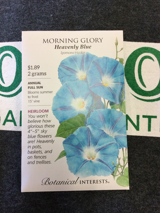 Morning Glory Heavenly BL