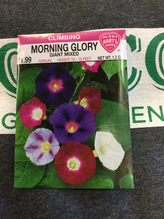 Morning Glory Giant Mixed