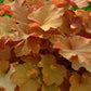 Heuchera Caramel quart