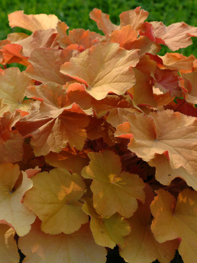 Heuchera Caramel quart