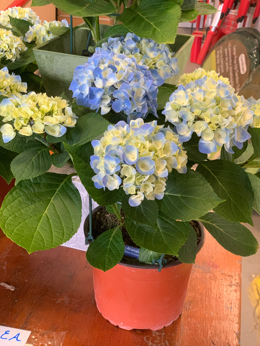 6" Hydrangea $20.00