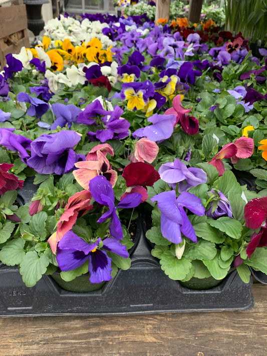 6' pansy pot
