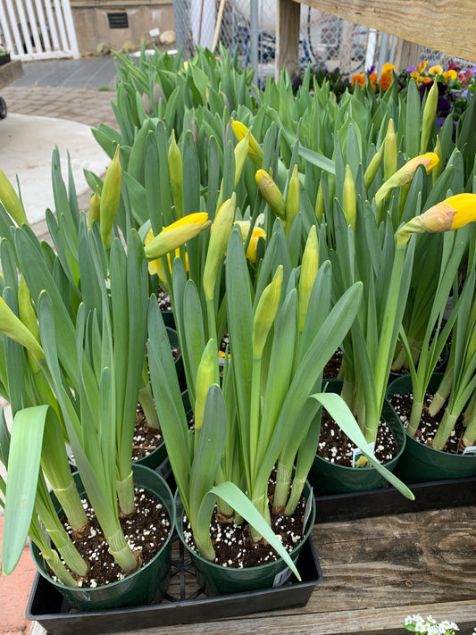 6' & 8' Bulbs $8.99