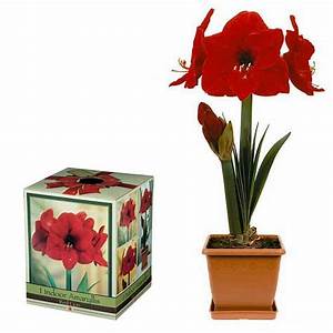 Amaryllis red lion box kit