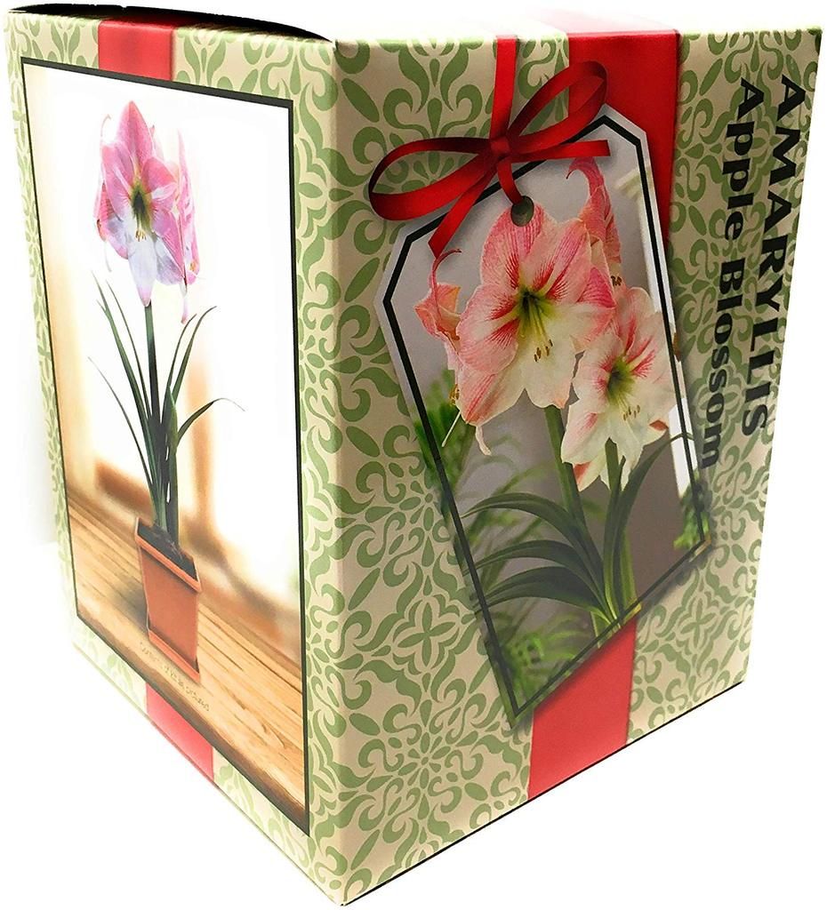 Amaryllis Apple Blossom box kit