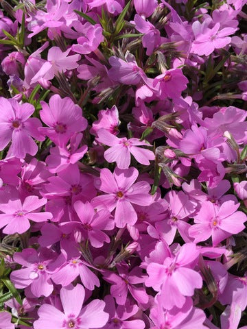 PHLOX subulata Ronsdorfer Beauty 1g