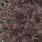 Sedum Coral Carpet quart