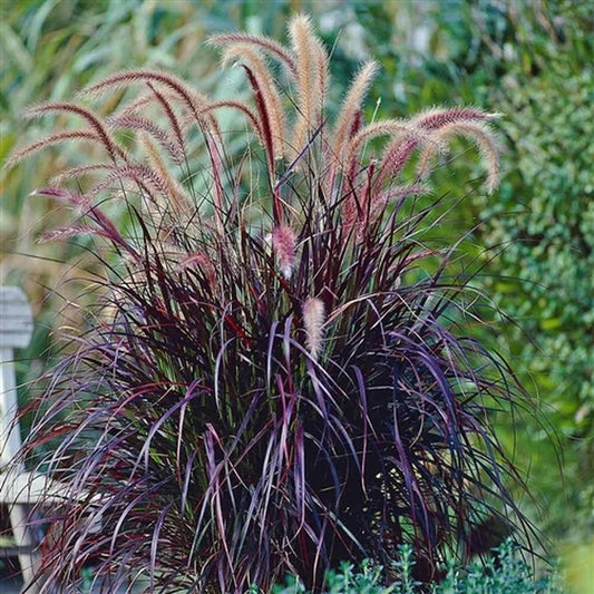 Pennisetum s. Rubrum 4'