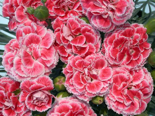 DIANTHUS Coral Reef quart