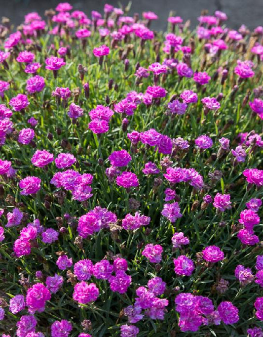 DIANTHUS Mtn. Frost Pink Pom Pom quart
