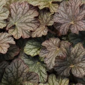 Heuchera Pinot Gris quart