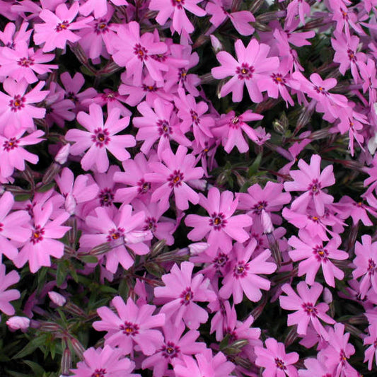 PHLOX subulata Fort Hill quart