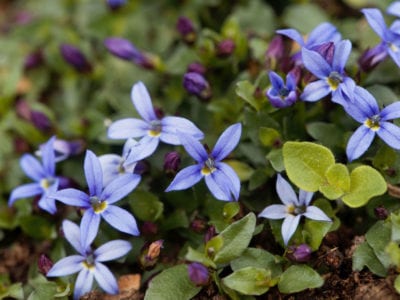 Isotoma fluviatilis 3.5'