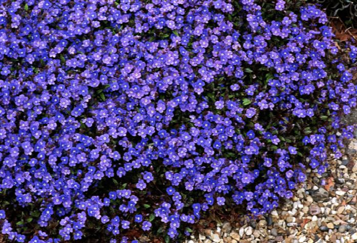 Veronica Georgia Blue quart