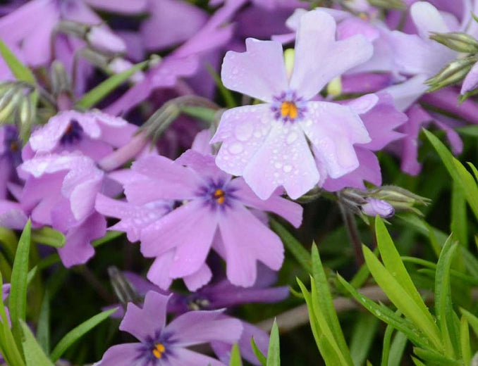 Phlox Purple Beauty quart