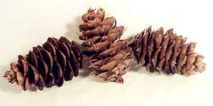 douglas fir cones