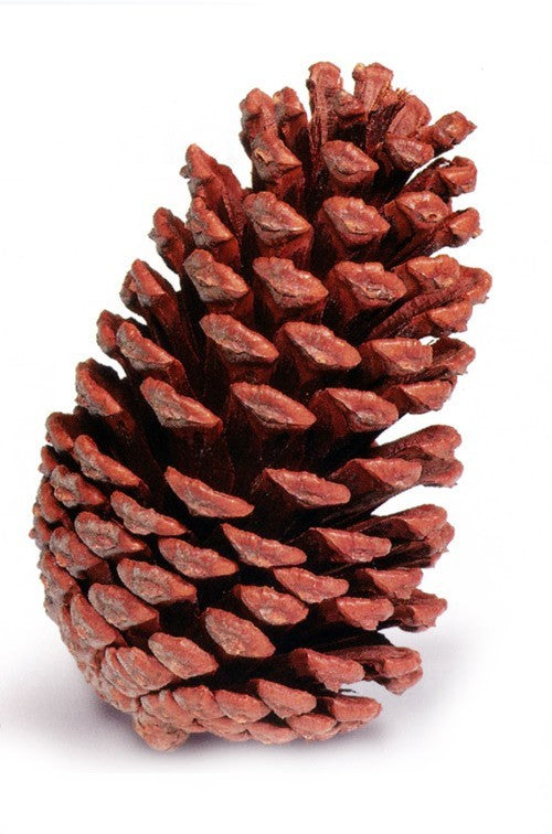 slash pine cone
