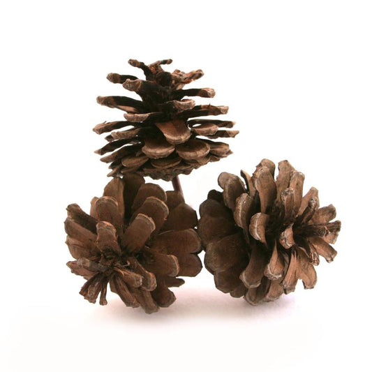 austrica pine cone pick