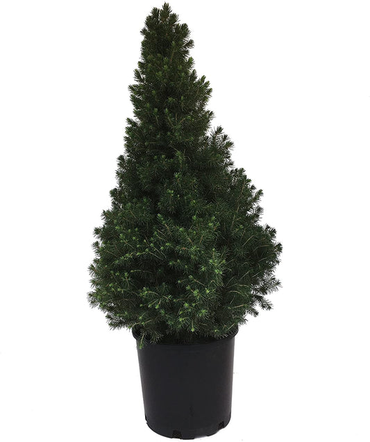 PICEA GLAUCA CONICA 1Gal